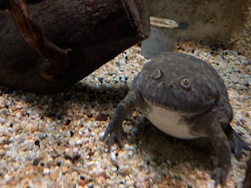 鳥羽水族館に投稿された画像（2021/8/15）