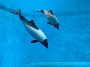 鳥羽水族館に投稿された画像（2021/8/15）