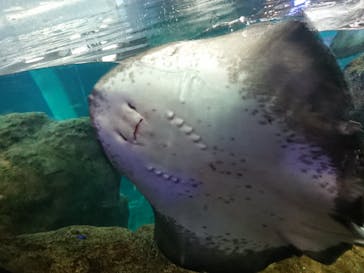 新江ノ島水族館に投稿された画像（2021/8/15）