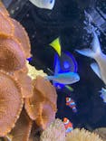 京都水族館に投稿された画像（2021/8/15）