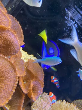 京都水族館に投稿された画像（2021/8/15）