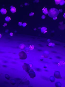 京都水族館に投稿された画像（2021/8/15）