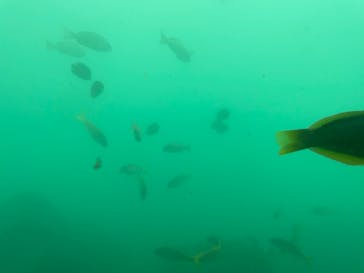 串本海中公園水族館に投稿された画像（2021/8/15）