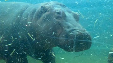 旭川市旭山動物園に投稿された画像（2021/8/15）