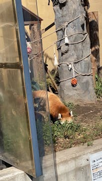 旭川市旭山動物園に投稿された画像（2021/8/15）