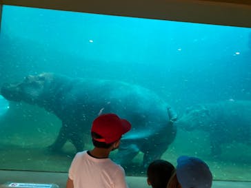 旭川市旭山動物園に投稿された画像（2021/8/15）