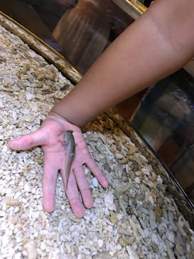 ゼロ距離水族館 伊勢シーパラダイスに投稿された画像（2021/8/15）