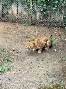 群馬サファリパークに投稿された画像（2021/8/15）