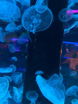 マクセル アクアパーク品川に投稿された画像（2021/8/15）