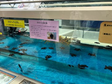 名古屋港水族館に投稿された画像（2021/8/15）