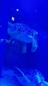 マクセル アクアパーク品川に投稿された画像（2021/8/15）