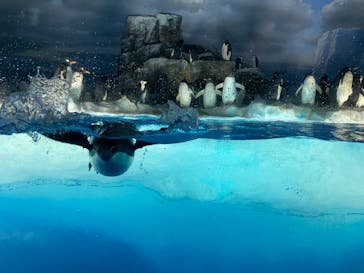 名古屋港水族館に投稿された画像（2021/8/15）