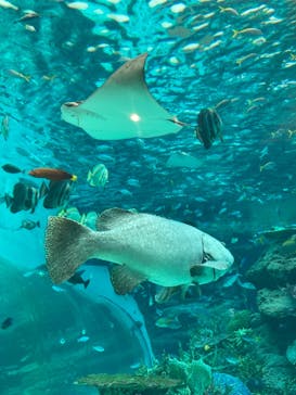 名古屋港水族館に投稿された画像（2021/8/15）