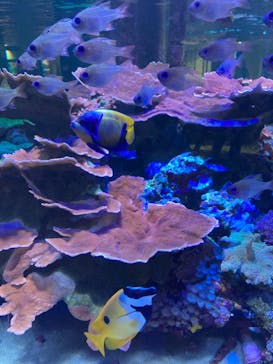 名古屋港水族館に投稿された画像（2021/8/15）