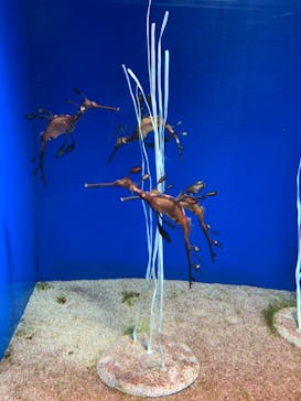 サンシャイン水族館に投稿された画像（2021/8/15）