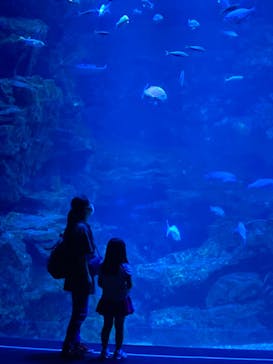 京都水族館に投稿された画像（2021/8/15）