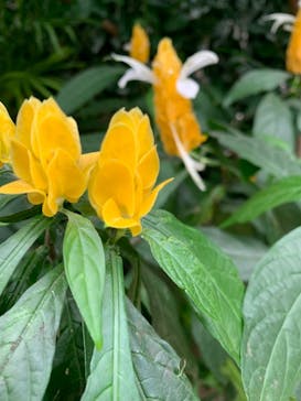 神戸どうぶつ王国に投稿された画像（2021/8/15）