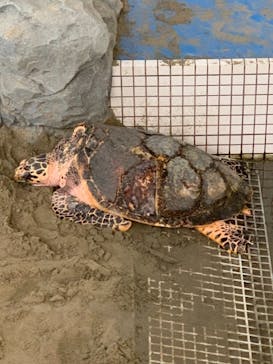 名古屋港水族館に投稿された画像（2021/8/15）