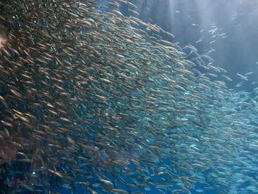 名古屋港水族館に投稿された画像（2021/8/15）