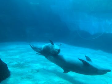 名古屋港水族館に投稿された画像（2021/8/15）