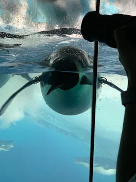 名古屋港水族館に投稿された画像（2021/8/15）