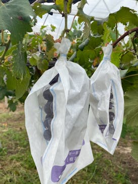 スカラベファームに投稿された画像（2021/8/15）