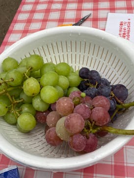 スカラベファームに投稿された画像（2021/8/15）