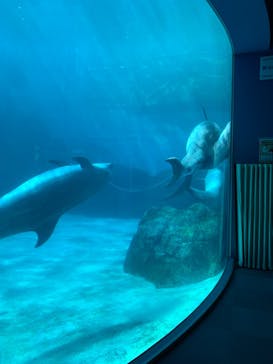 名古屋港水族館に投稿された画像（2021/8/15）