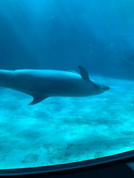 名古屋港水族館に投稿された画像（2021/8/15）