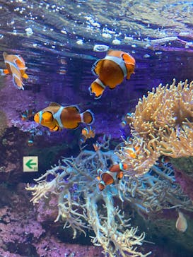 サンシャイン水族館に投稿された画像（2021/8/15）