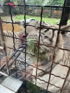 群馬サファリパークに投稿された画像（2021/8/15）