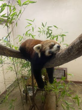 群馬サファリパークに投稿された画像（2021/8/15）