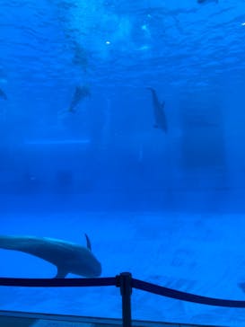 名古屋港水族館に投稿された画像（2021/8/15）