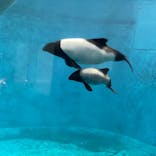 鳥羽水族館に投稿された画像（2021/8/15）