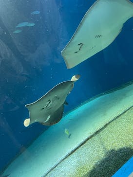 マクセル アクアパーク品川に投稿された画像（2021/8/15）