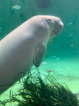 鳥羽水族館に投稿された画像（2021/8/15）