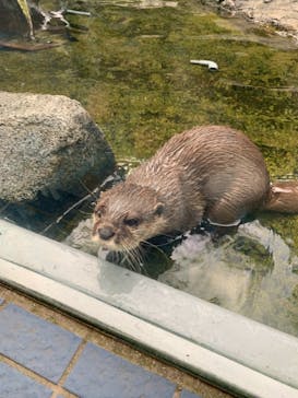 鳥羽水族館に投稿された画像（2021/8/15）