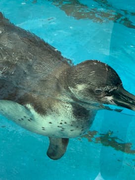 鳥羽水族館に投稿された画像（2021/8/15）