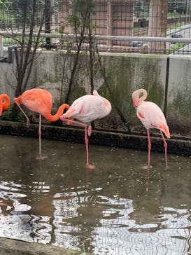 鳥羽水族館に投稿された画像（2021/8/15）