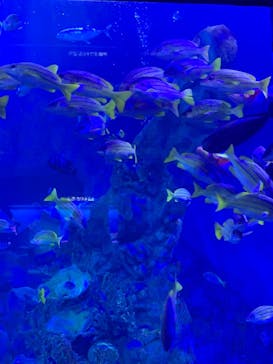 鳥羽水族館に投稿された画像（2021/8/15）