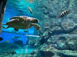 名古屋港水族館に投稿された画像（2021/8/15）