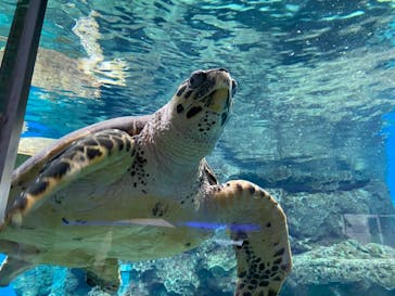 名古屋港水族館に投稿された画像（2021/8/15）