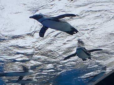 サンシャイン水族館に投稿された画像（2021/8/15）