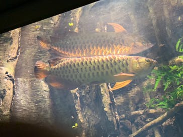 サンシャイン水族館に投稿された画像（2021/8/15）