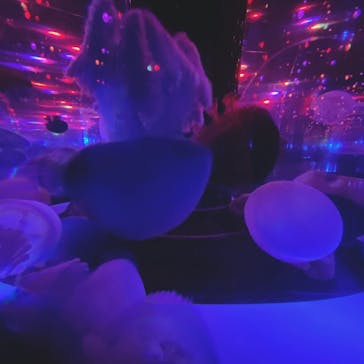 マクセル アクアパーク品川に投稿された画像（2021/8/15）