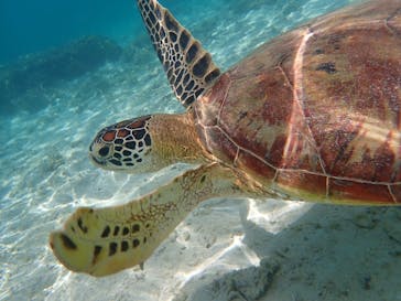 宮古島 ADVENTURE PiPi（ミヤコジマ アドベンチャー ピピ）に投稿された画像（2021/8/15）