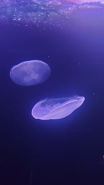 サンシャイン水族館に投稿された画像（2021/8/15）