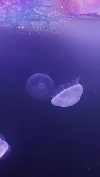 サンシャイン水族館に投稿された画像（2021/8/15）