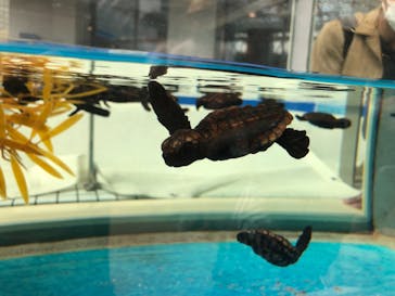 名古屋港水族館に投稿された画像（2021/8/15）