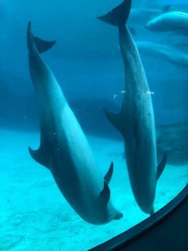 名古屋港水族館に投稿された画像（2021/8/15）